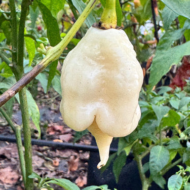 Giant White Scorpion - Seeds - The Pepper Pantry (Formerly Marie Sharp's)